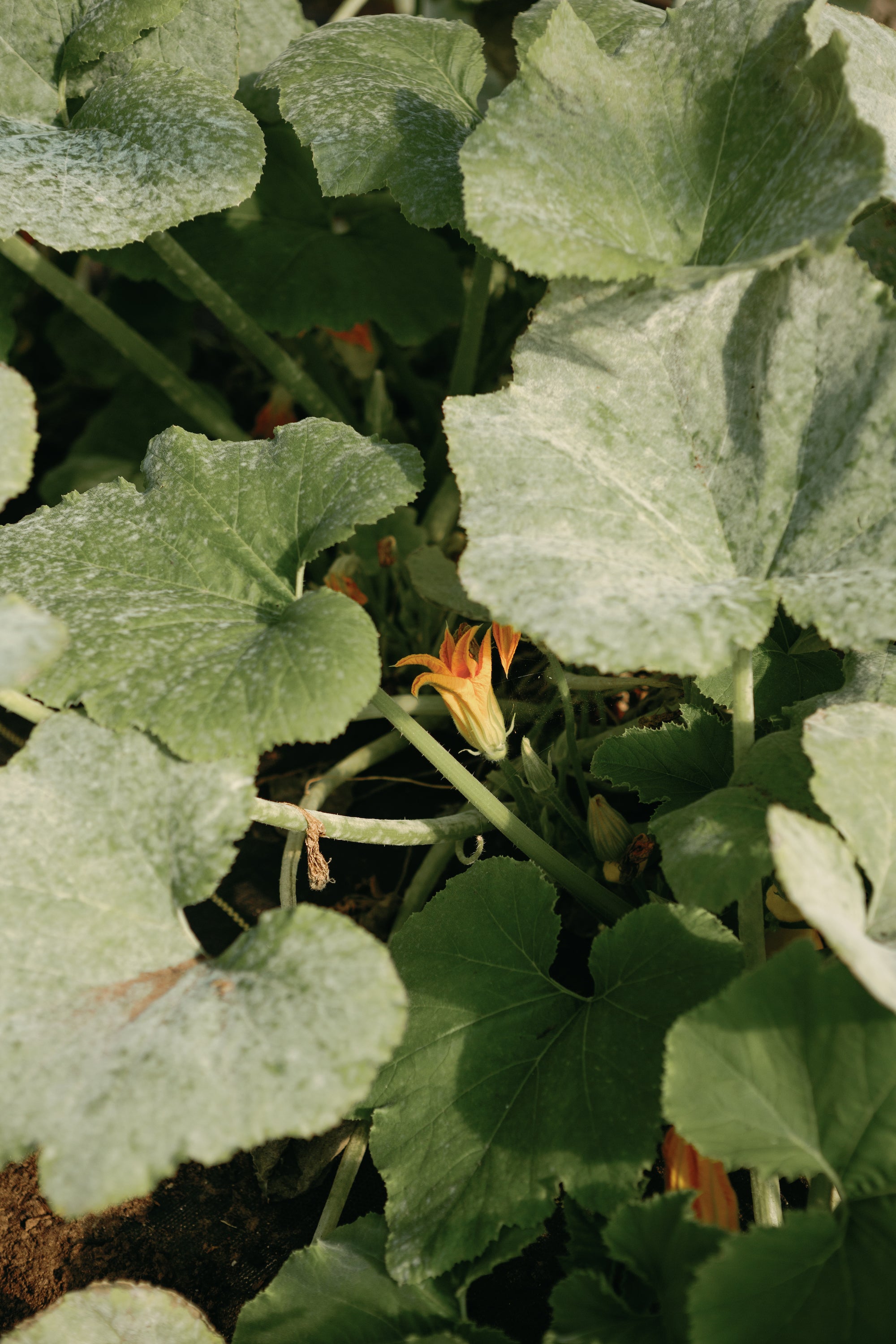 garden growing vegetables