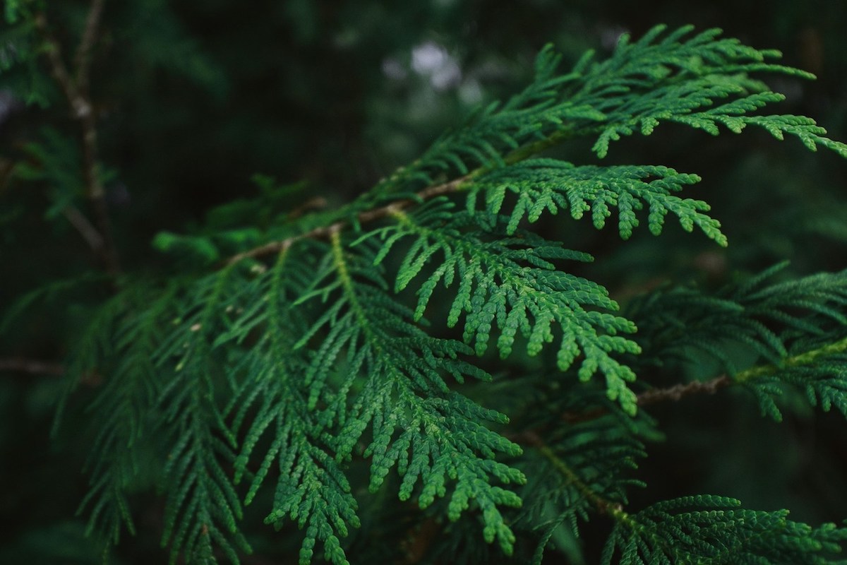 western red cedar leaves