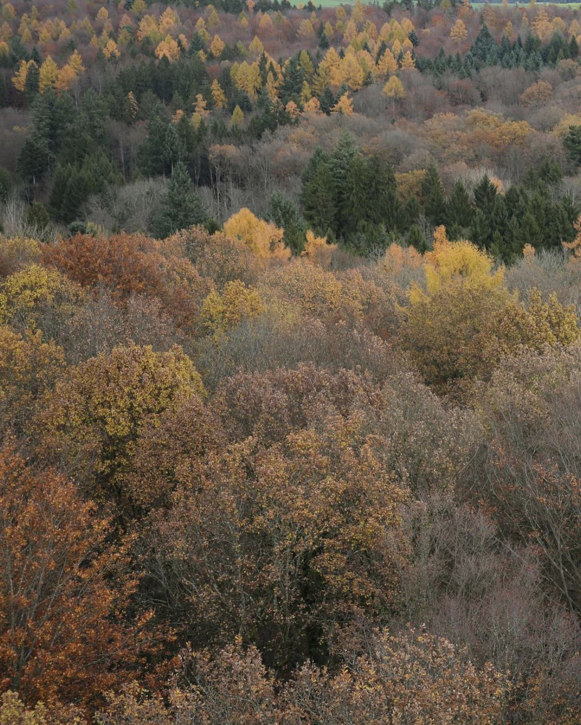 trees changing colour