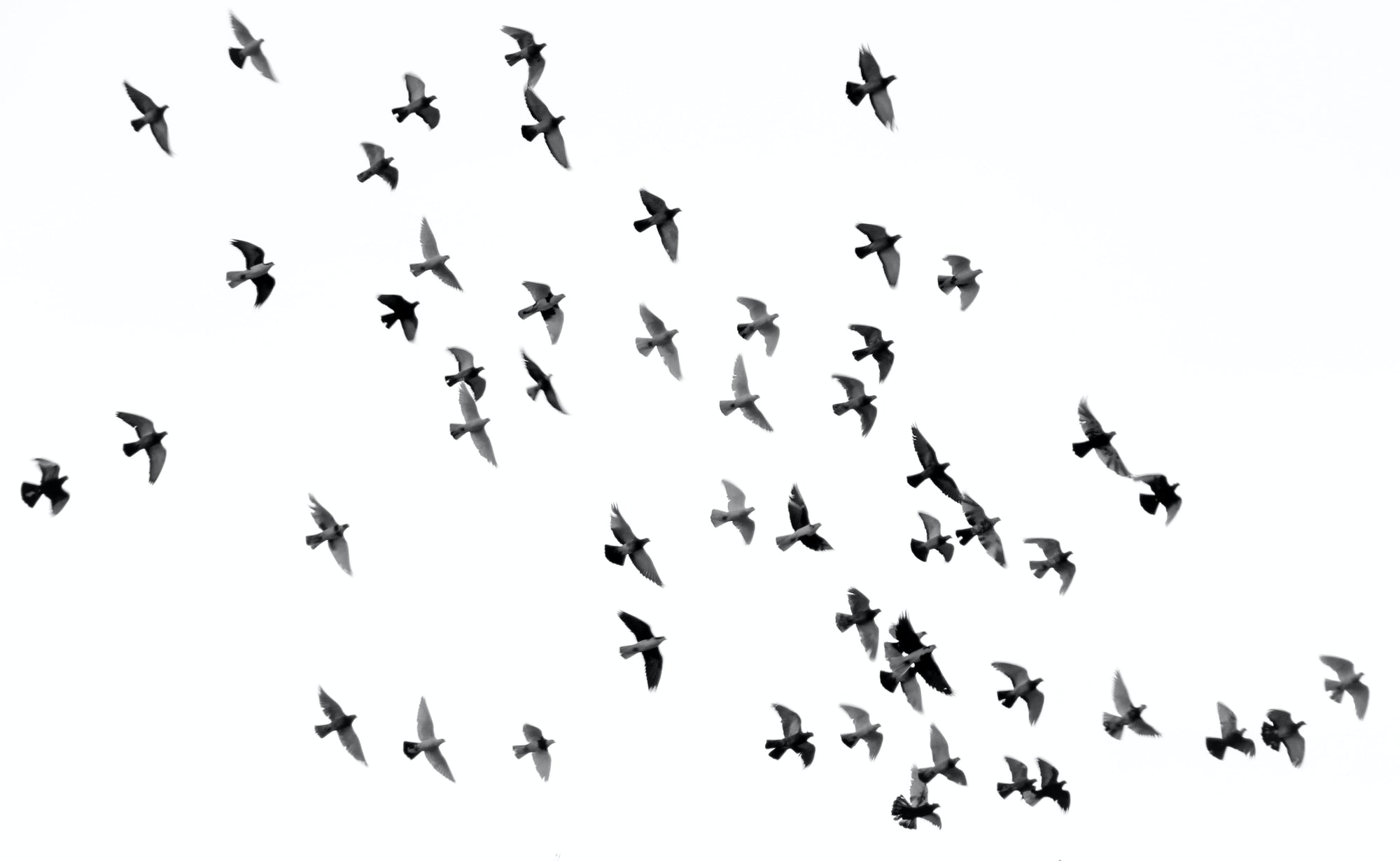 birds take flight
